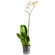 Белая орхидея Фаленопсис в горшке. Барановичи
